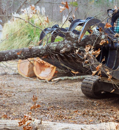 Skid steer loader transports large tree trunk, clearing yard debris in suburban setting during deforestation